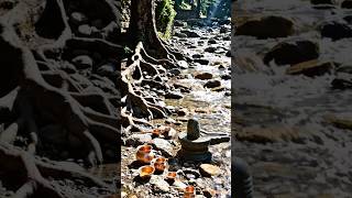 Jageshwar Dham Mahima | जागेश्वर धाम - कुमाऊँनी गीत | Kumaoni Spiritual Song 2026 #uttarakhand