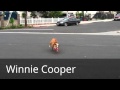 My Bulldow Winnie Cooper