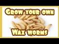 How to Grow Wax Worms