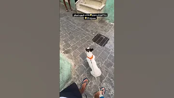 عقلات عليهوم Bulldog Dog Bullydogs Tetouan Maroc Fypシ 