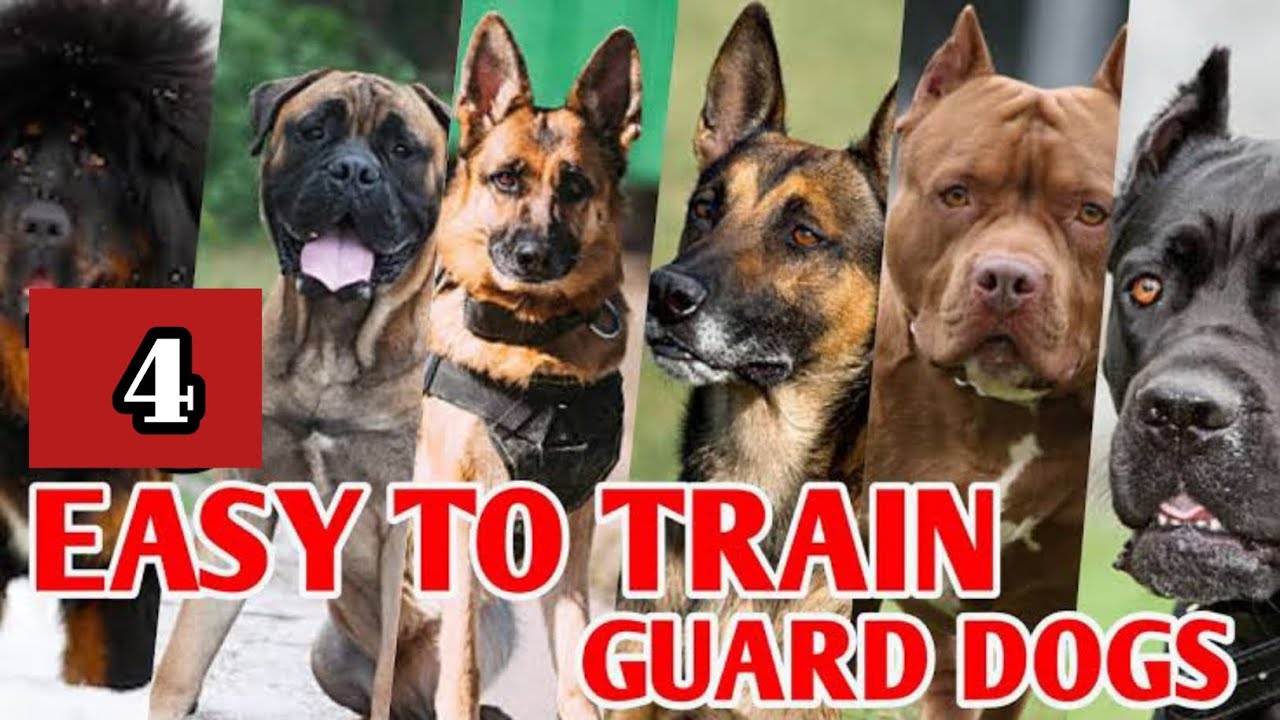 Top 4 Best Guard Dog Breeds to Protect Your House and Family | Best ...