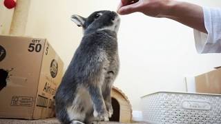 Bonding With My Bunny - Full Grown - Netherlands Dwarf Rabbits - Vlog Diary