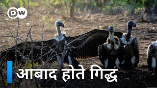 खत्म नहीं हुए हैं गिद्ध [Vulture conservation and rewilding in Bulgaria]