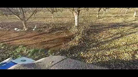 PPI Orchard Blower - Harvesting Pecan Nuts optimum production