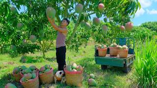 Harvest Australian Mangoes Go To The Market To Sell – A Self-Sufficient Life On The Farm