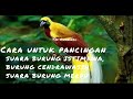 Suara Burung Istimewa, Burung Cendrawasih, cocok buat pangcingan