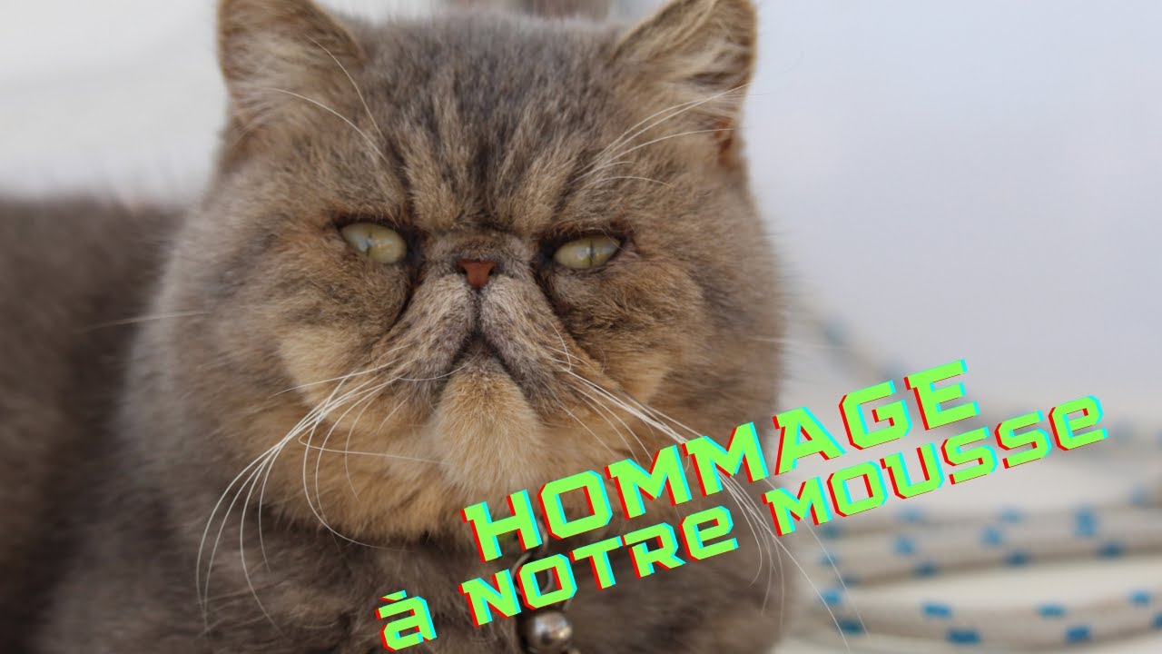 HOMMAGE A NOTRE MOUSSAILLON PATAPROUT