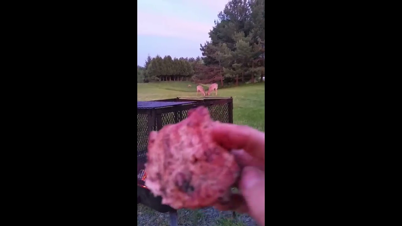 playstation 5 Deer and cats enjoying summer