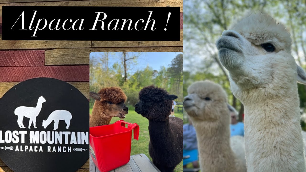 Day with Alpacas 🦙 | 📍Lost Mountain Alpaca Ranch Tour ✨| 