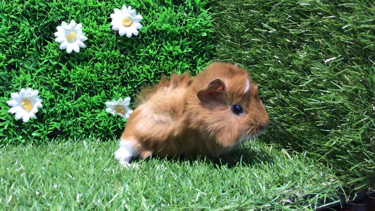 巻き毛モルモット Youtube