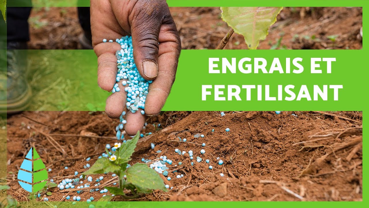 DIFFÉRENCE entre ENGRAIS et FERTILISANT 🌱 Quel est le meilleur