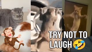 TRY NOT TO LAUGH / FUNNY ANIMALS