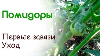 Помидоры - первые завязи, уход и подкормка. Защита от болезней(В этом видео продолжаю наблюдать за ростом помидоров. Расскажу какие подкормки лучше произвести в этот..., 2015-06-09T07:42:18.000Z)