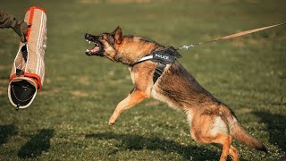 THE GERMAN SHEPHERD DOG - DANGEROUS &amp; PROTECTIVE?