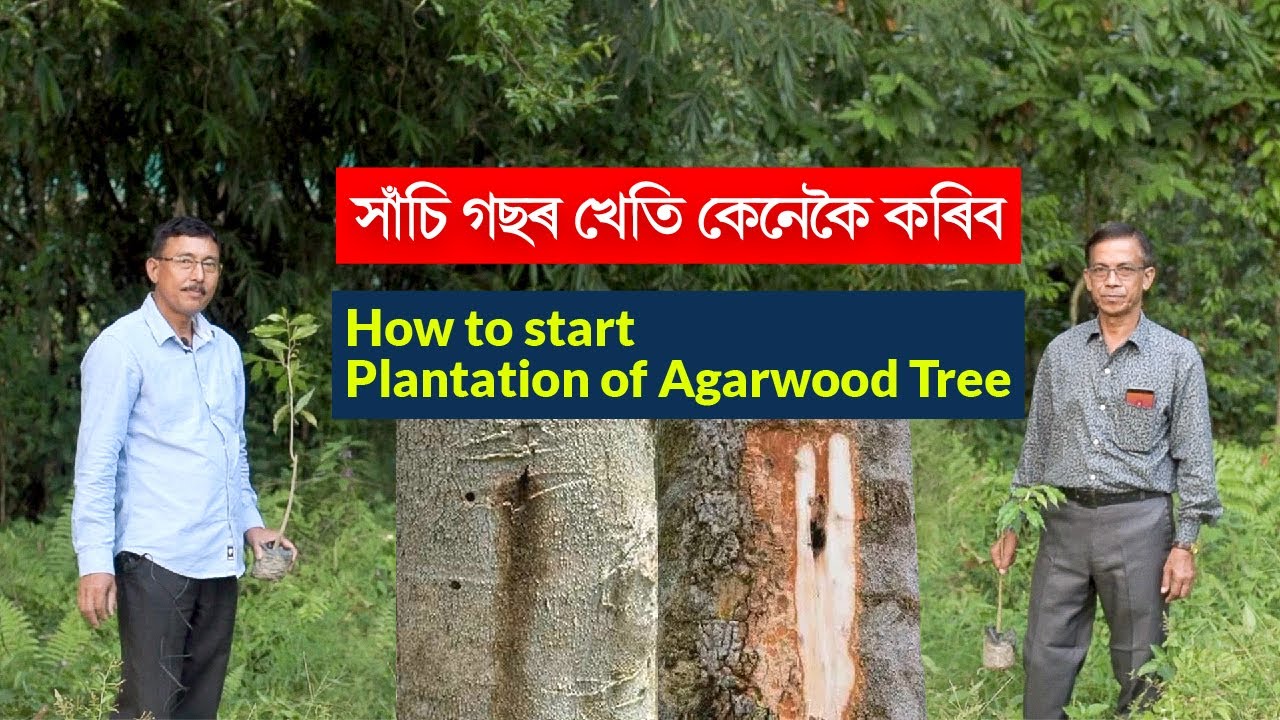 সাঁচি গছৰ খেতি কেনেকৈ কৰিব | How to Start Plantation of Agarwood Tree | Parijat Nursery Jorhat