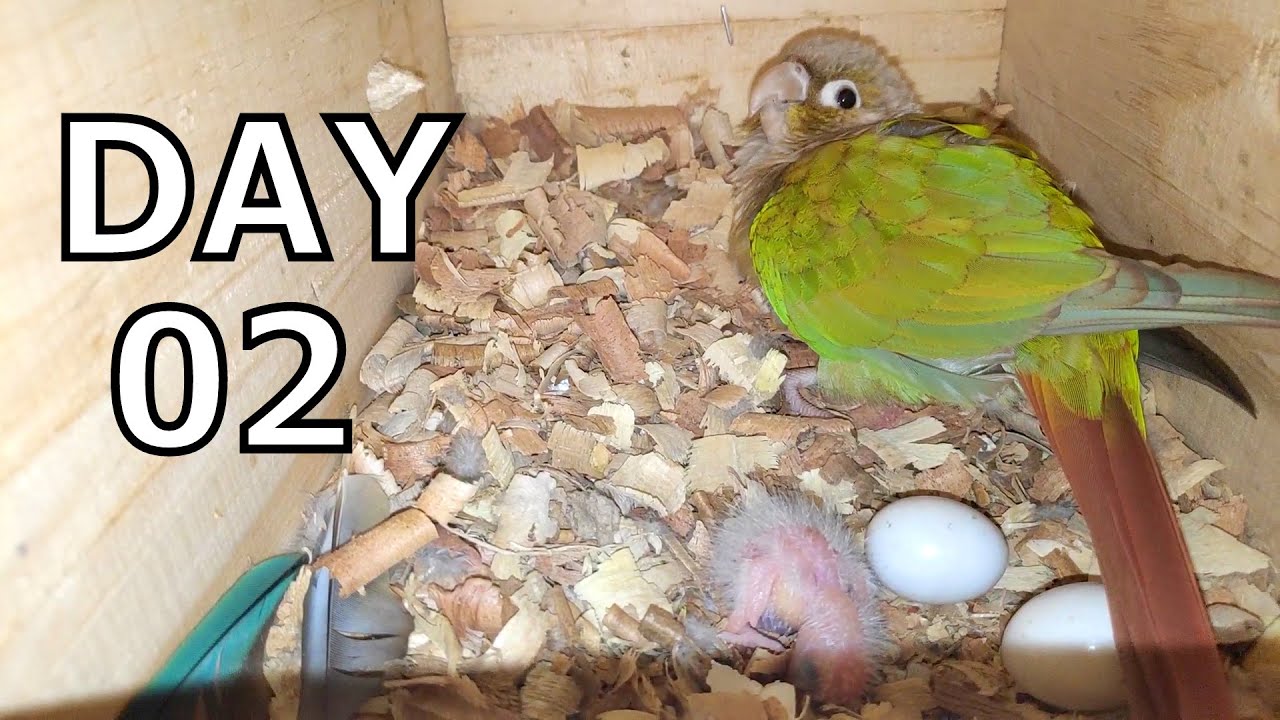 Green cheek conure growth stage day 2 YouTube