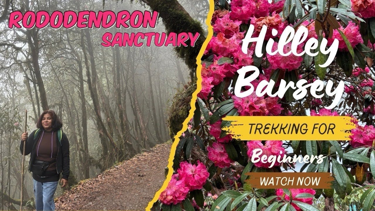 Hilley Barsey || Easy trek for beginners || Barsey Rododendron santuary || হিলে ভার্সে || Sikkim ||