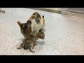 Бездомная кошка принесла своего котенка в больницу, умоляя людей спасти её малыша