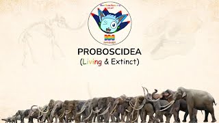 PROBOSCIDEA: Size Comparison with Conservation Status (LIVING & EXTINCT)