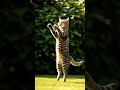 jumping cute #DreamScreenAI #ai #cat