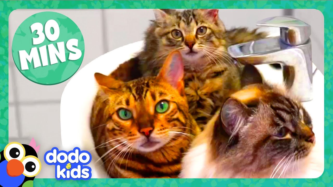 ⁣30 Minutes Of Pets Who Love Their Families ❤️ | Dodo Kids | Animal Videos For Kids