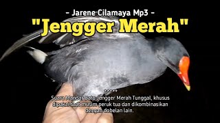 Suara Pikat Mandar Batu Tunggal, Khusus Jengger Merah ! Common moorhen