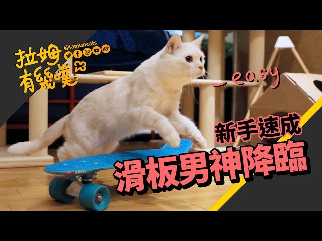 ►拉姆有幾噗◄ 貓咪也會滑板？板神米古教你走板技巧 ┃Teach Your Cat to Skateboard ♧