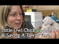 Little Owls | Two week old chick update| Breeding Birds Of Prey