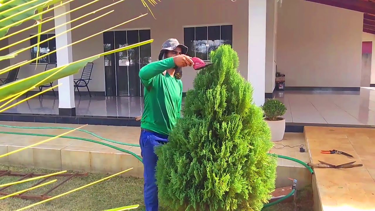 Poda ornamental topiaria espiral de uma tuia, pino cipres, podador Stihl ka85r. trimmer bush spiral.