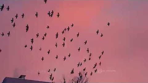 D.G. - Relax (loop) / Pigeons / Guitar / Kemper Profiler