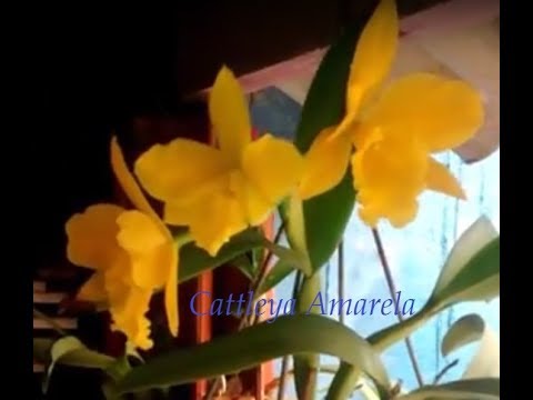 Cattleya Amarela - thptnganamst.edu.vn