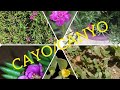 Canyo ama Cayo iyo Casharkeenii Barashadda Dhirta Dalkeena #somalia #plantmedicine