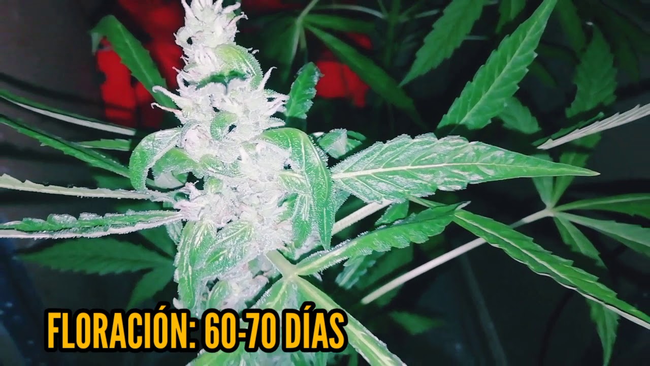 Auto Nefertiti - Pyramid Seeds - (42 DÍA FLORACIÓN) 🍋🍇 6TA SEMANA