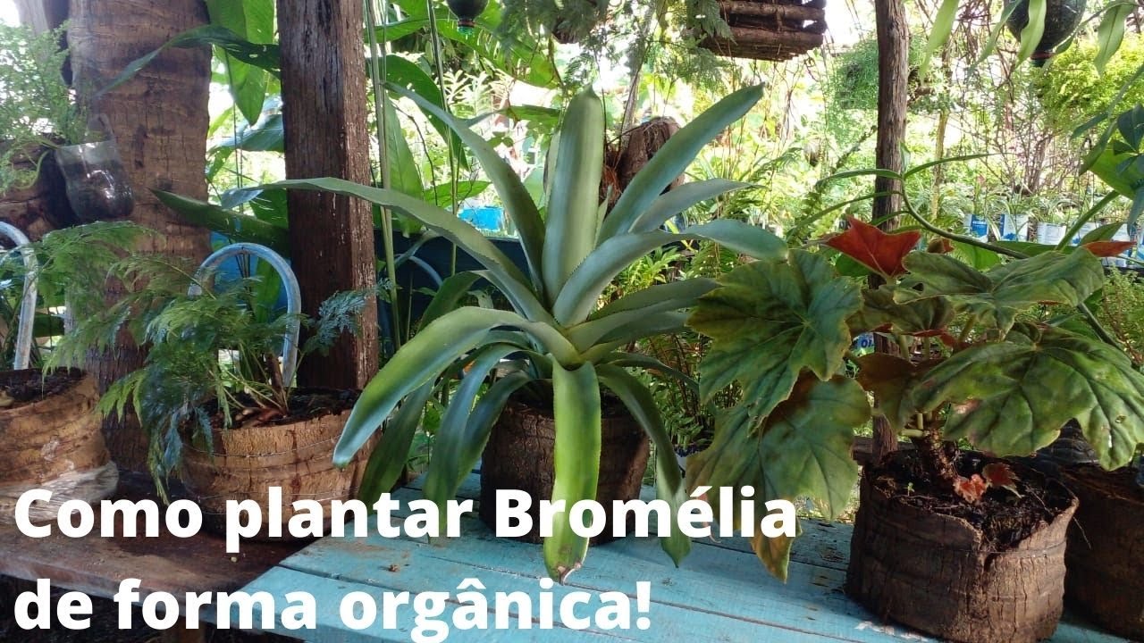 Como plantar Bromélia de forma orgânica!