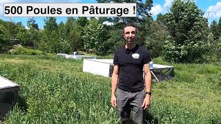 Poules Chantecler & Chicken Tractor | Maître Poulier