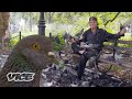 We Asked a NYC Pigeon Man... Why?