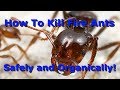 The Best Way To Organically Kill Fire Ants!