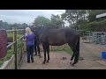 Thoroughbred  horse being looked after at stables by vera  in manchester uk