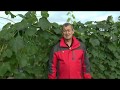 Урожай винограда 2018г в Плодовом питомнике ЛПХ Макаревич