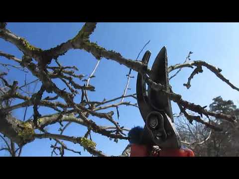 Видео: Прореживание ветвей дерева