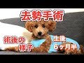 【トイプードル】生後６ヶ月半で去勢手術しました。リアルな術後の様子。