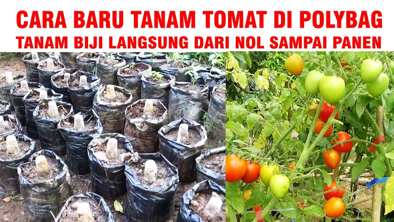 METODE TERBARU ❗❗ CARA MENANAM TOMAT DI POLYBAG TANAM BIJI LANGSUNG DARI NOL SAMPAI PANEN