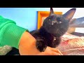 急にひとりぼっちになった猫はこうなる