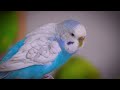 1 Hour of calming sounds of Budgies | Happy | Chirping | 🦜