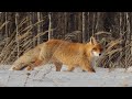 Охота на пушных. Охота на лису. Реакция лисы на манок.  The Fox's reaction to the decoy.