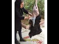 قصابی توسط خانوم قصابی توسط خانوم