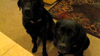 Funny Dog snitches on sibling.  Who stole the cookie? www.barkbadges.com by Harley and Loa Bark Badges 19,992,063 views 9 years ago 2 minutes, 43 seconds