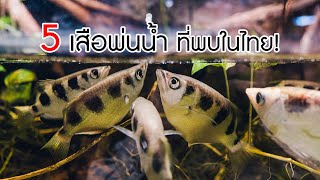 ปลาเสือพ่นน้ำ 5 ชนิด ที่พบได้ในประเทศไทย #archerfish