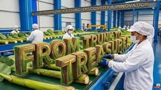 Inside a High-Tech Banana Stem Factory You have Never Seen Before | Full Factory Process