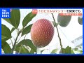 「甘い!！トロットロですね!」関東で栽培されているマンゴー　“ボックス栽培”がポイント　甘みが強いマンゴーに　茨城・小美玉市【SUNトピ】｜TBS NEWS DIG
